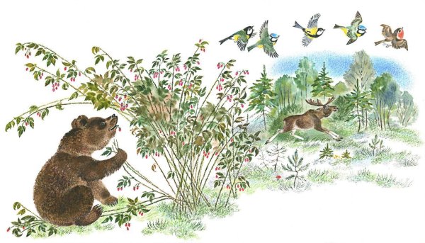 Медвежонок в лесу Чарушин