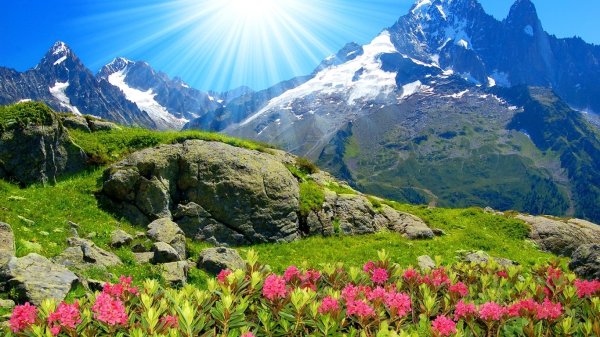 Фон природа горы и цветы