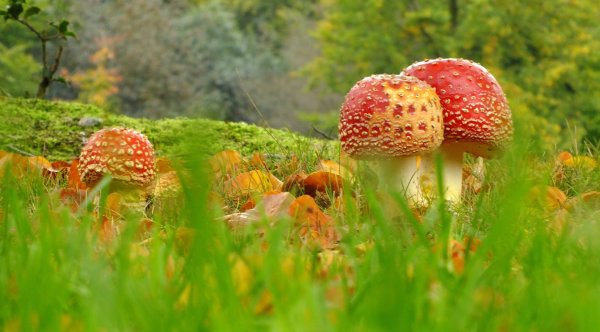 Фон природа и грибы