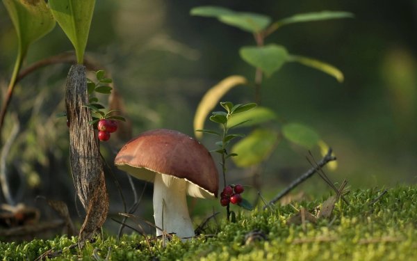 Природа грибы в лесу