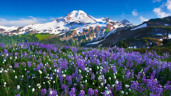 Альпийские Луга цветы Швейцария