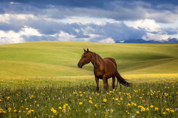 Лошадь в поле