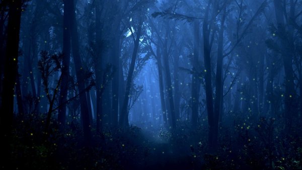 Фон природа лес темный