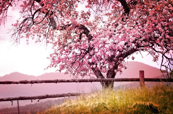 Красивое розовое дерево