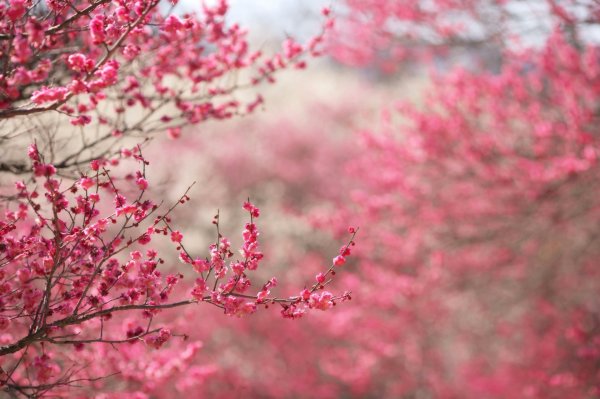Sakura вишня