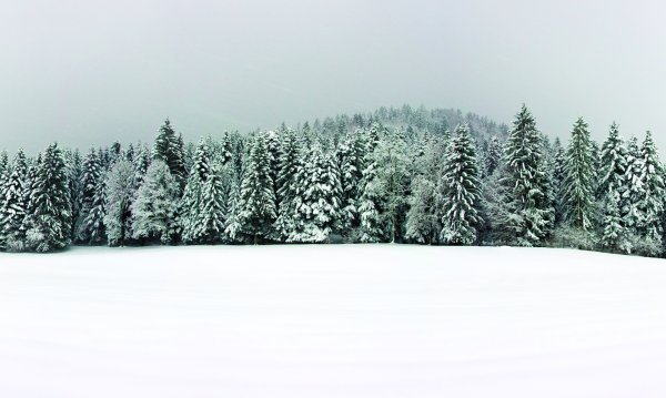 Зимний лес вдалеке