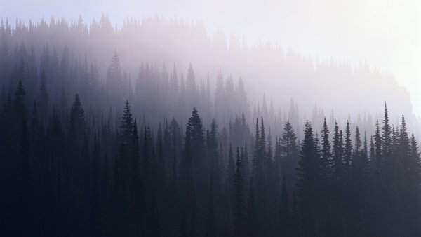Фон природа туман