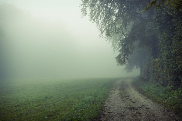 Красивая природа в тумане