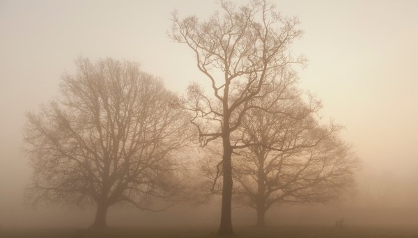 Картина деревья в тумане