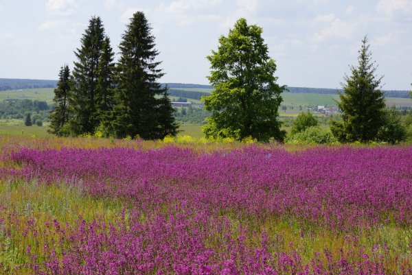 Луговые растения Удмуртии