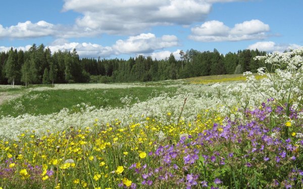 Луга Костромской области