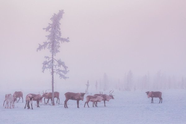 Зима Ямал фотограф Кирилл Уютнов