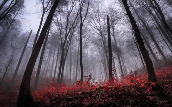 Роминтенская пуща (красный лес)