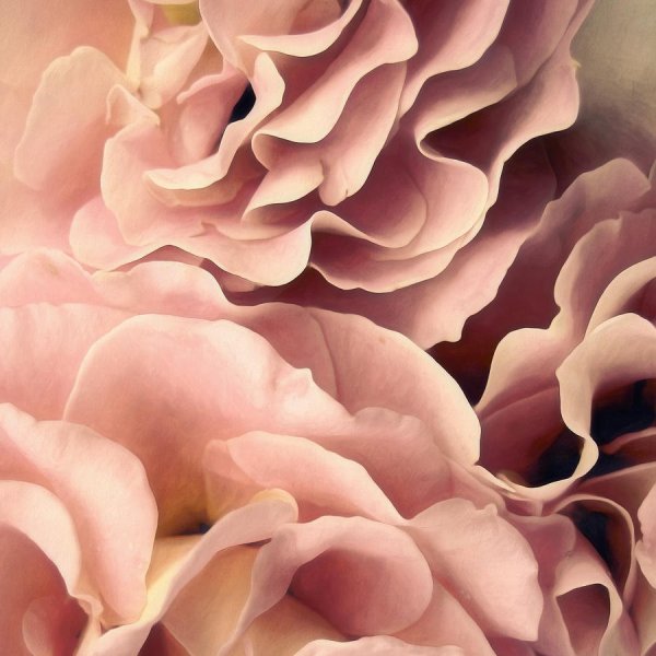 Пыльная роза цветовая палитра пионов