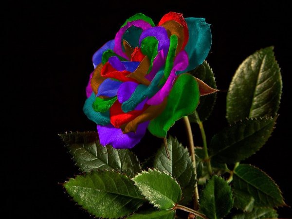 Розы разноцветные живые
