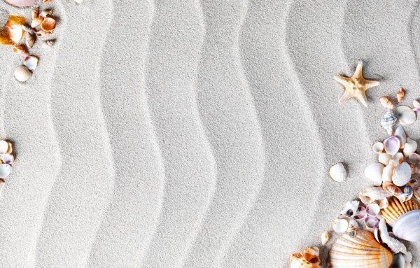 Ракушки на песке