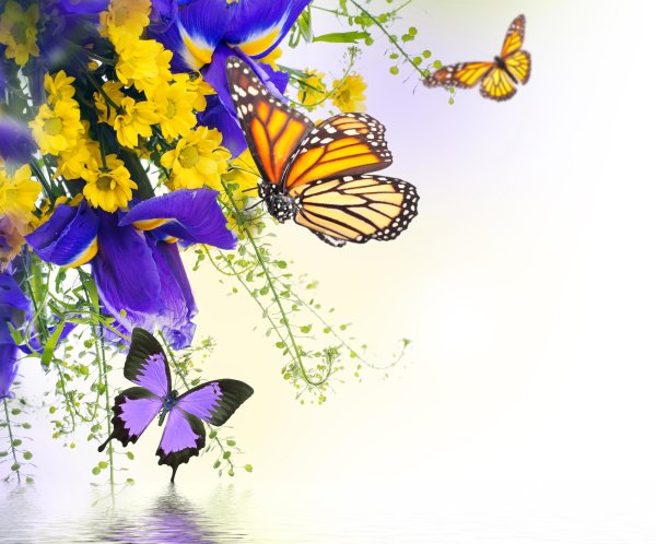 Цветы сиреневые с бабочкой