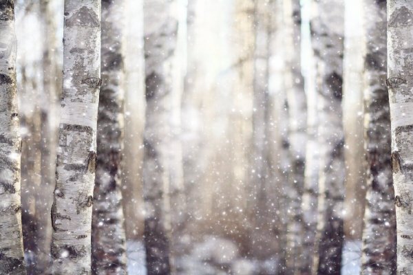Снежный лес размытый