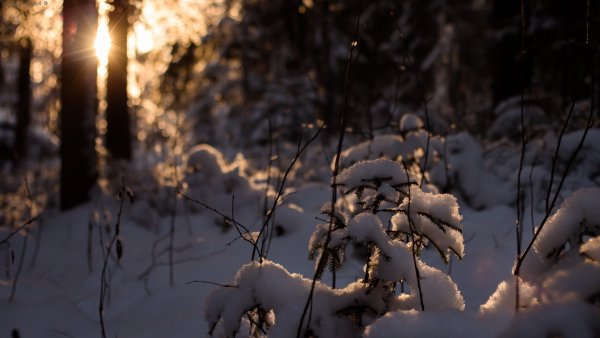 Фон размытый зимний лес