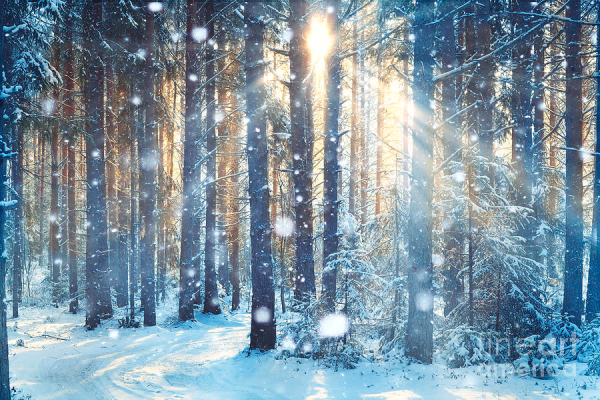 Зимний лес размытый