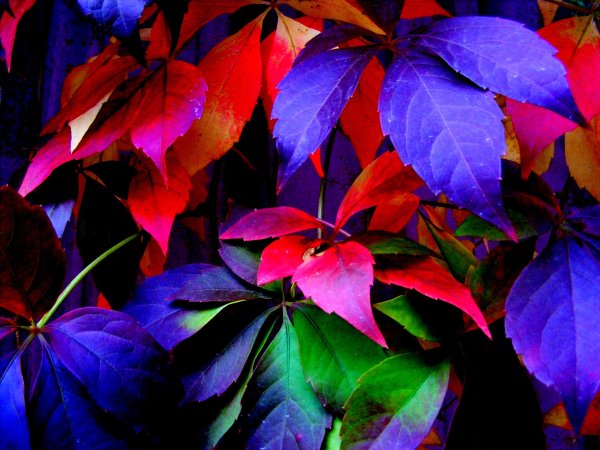 Дерево с разноцветной листвой