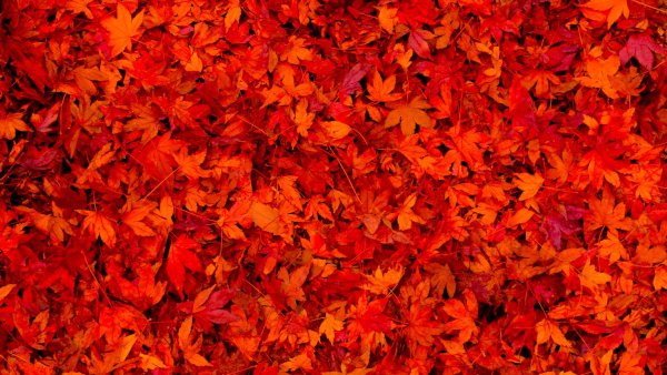 Фон разноцветные осенние листья