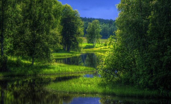Лесная Поляна природа лес река