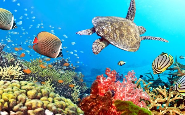 Морская черепаха в коралловых рифах