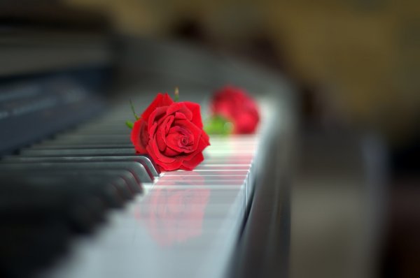 Красивые розы на пианино
