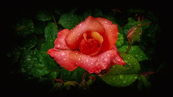 Красивые розы с капельками росы