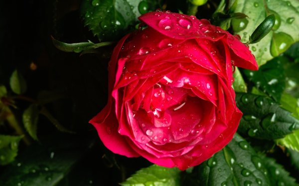 Роза с капельками росы
