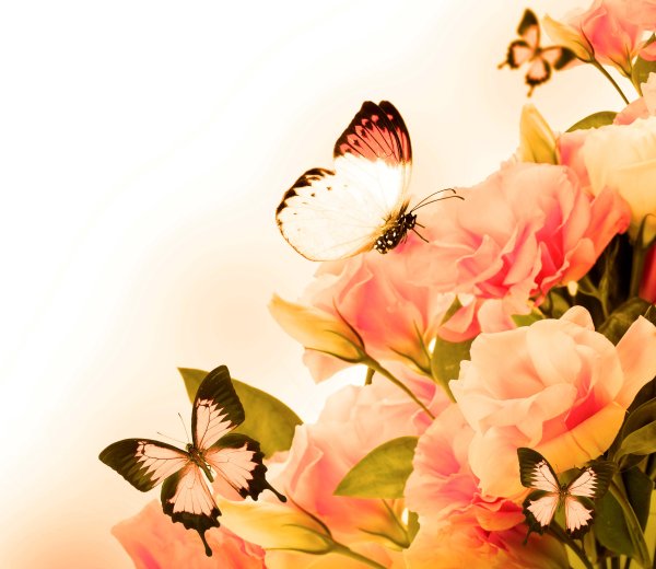 Шуттерсток бабочки на цветах