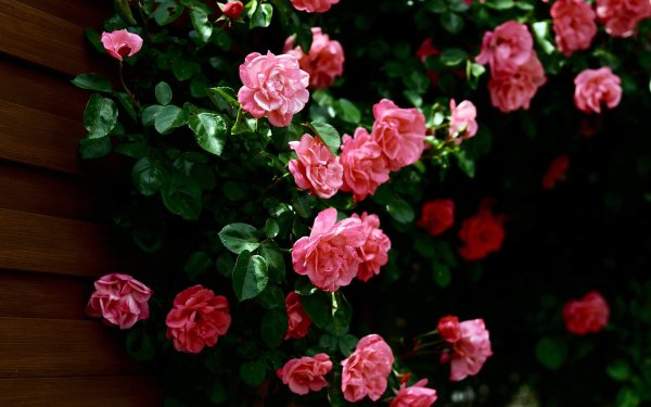 Фон розы садовые