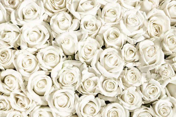 Белые розы вид сверху
