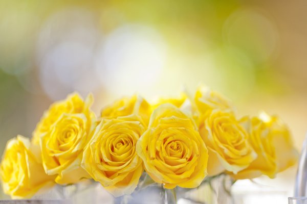 Фон розы желтые