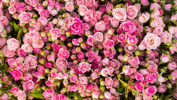 Фон розовые кустовые розы