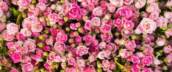 Розы кустовые ярко розовые