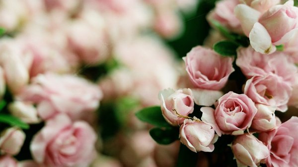 Розовая кустовая роза