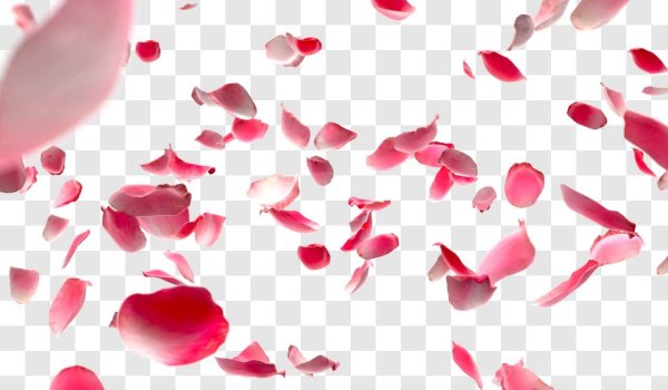 Фон розовые лепестки роз