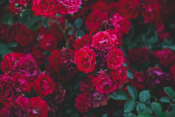 Роза Red Mozart