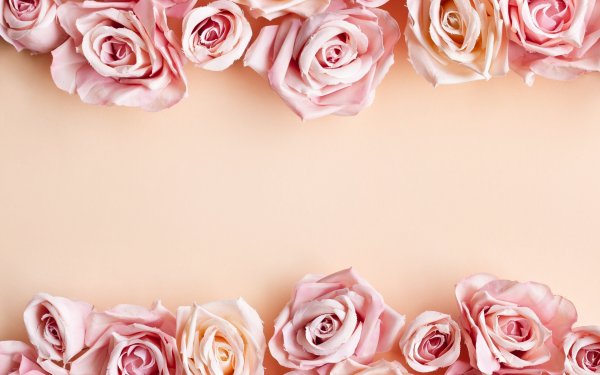 Фон розовые розы открытки