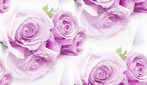 Фон розово сиреневые розы