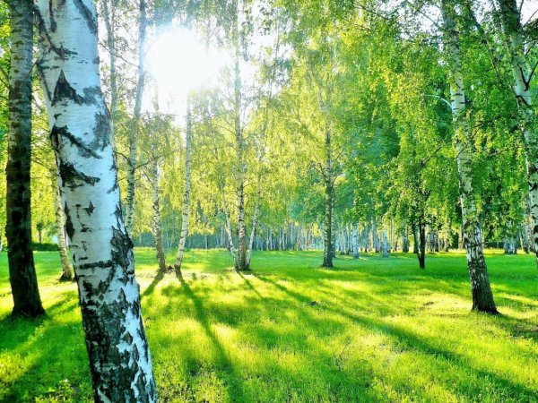 Березовый лес в Подольске