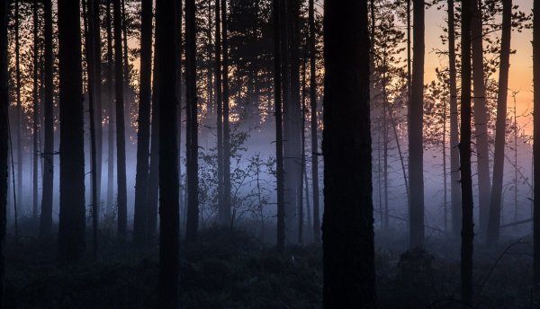 Фон с лесом ночью
