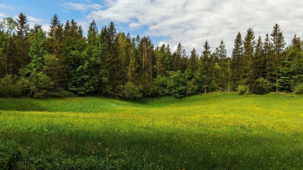 Лесная опушка Солнечногорский район