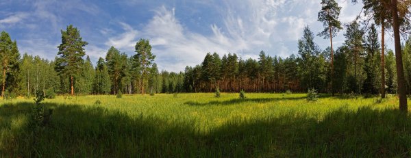 Сосновый Бор панорама