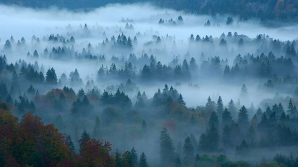 Фон с лесом в тумане