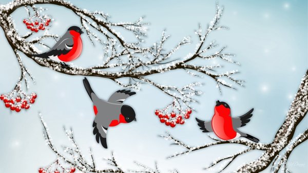 Фон зима птицы