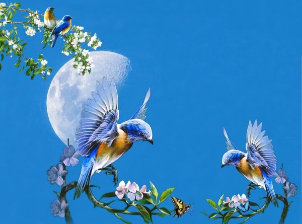 Самые красивые цветы и птицы