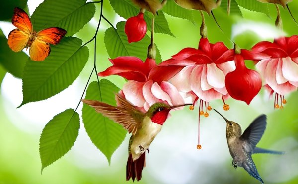 Красивые цветы и птицы
